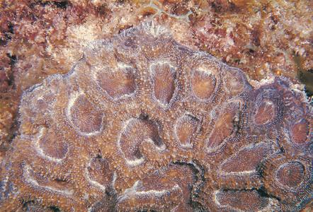 Acanthastrea bowerbanki