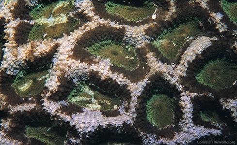 CotW: Acanthastrea bowerbanki