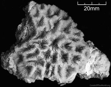 CotW: Acanthastrea bowerbanki