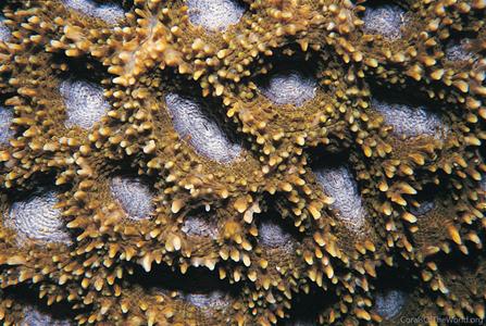 Acanthastrea brevis