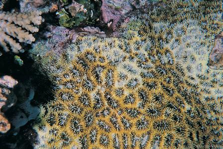 CotW: Acanthastrea brevis