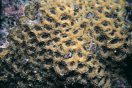 CotW: Acanthastrea brevis