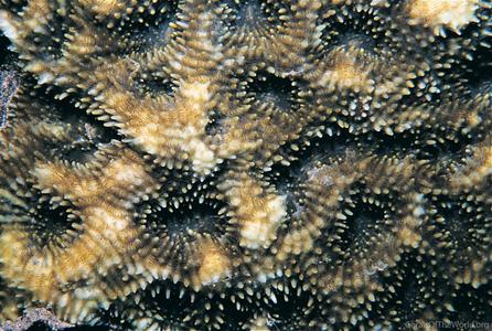 CotW: Acanthastrea brevis