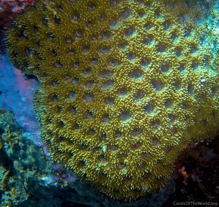 CotW: Acanthastrea brevis