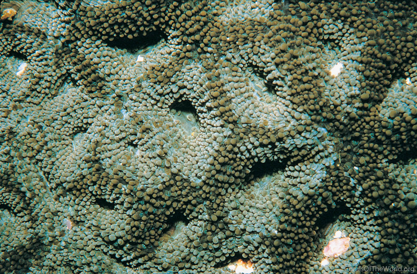 Acanthastrea echinata