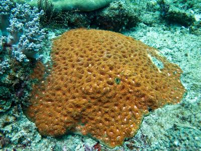 CotW: Acanthastrea echinata