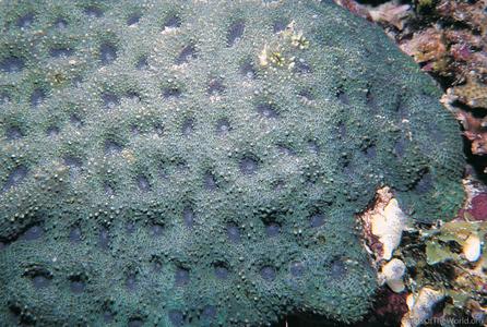 CotW: Acanthastrea echinata