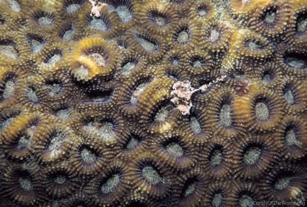 CotW preview: Acanthastrea faviaformis
