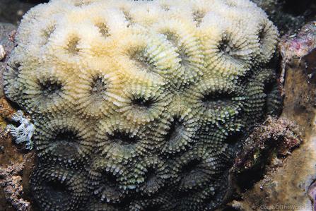 CotW: Acanthastrea faviaformis