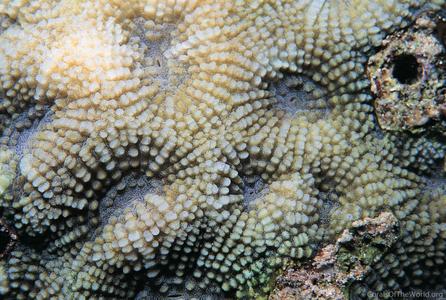 CotW: Acanthastrea faviaformis