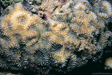 CotW: Acanthastrea faviaformis