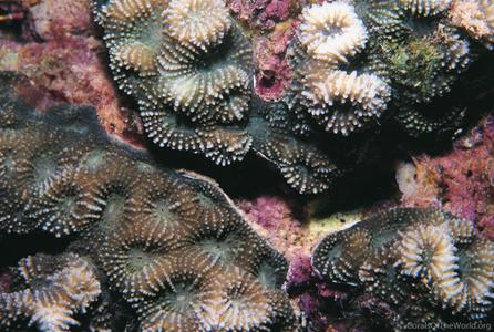 CotW: Acanthastrea faviaformis
