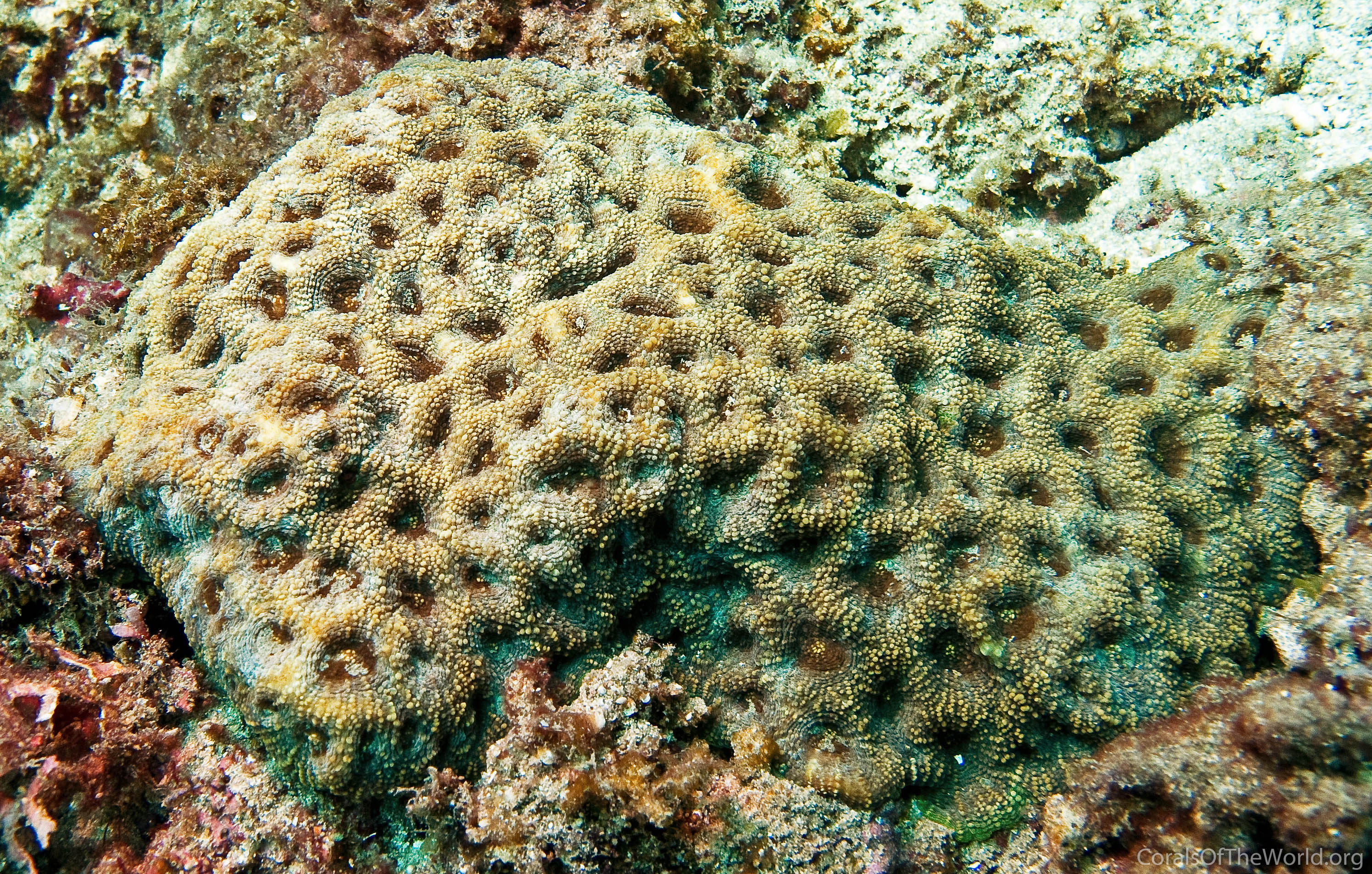 Acanthastrea hemprichii