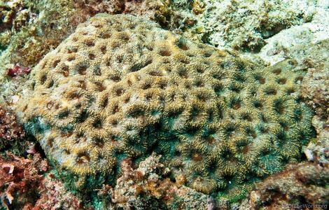 CotW preview: Acanthastrea hemprichii