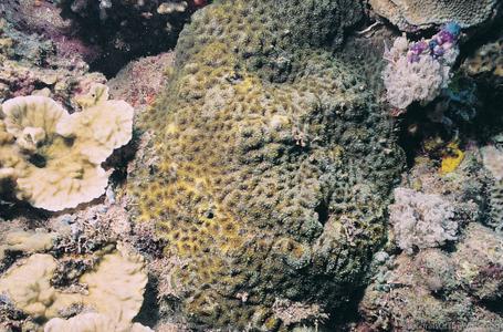 CotW: Acanthastrea hemprichii