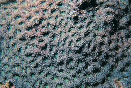 CotW: Acanthastrea hemprichii