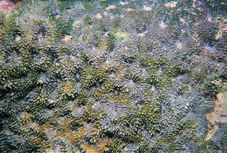 CotW: Acanthastrea hemprichii