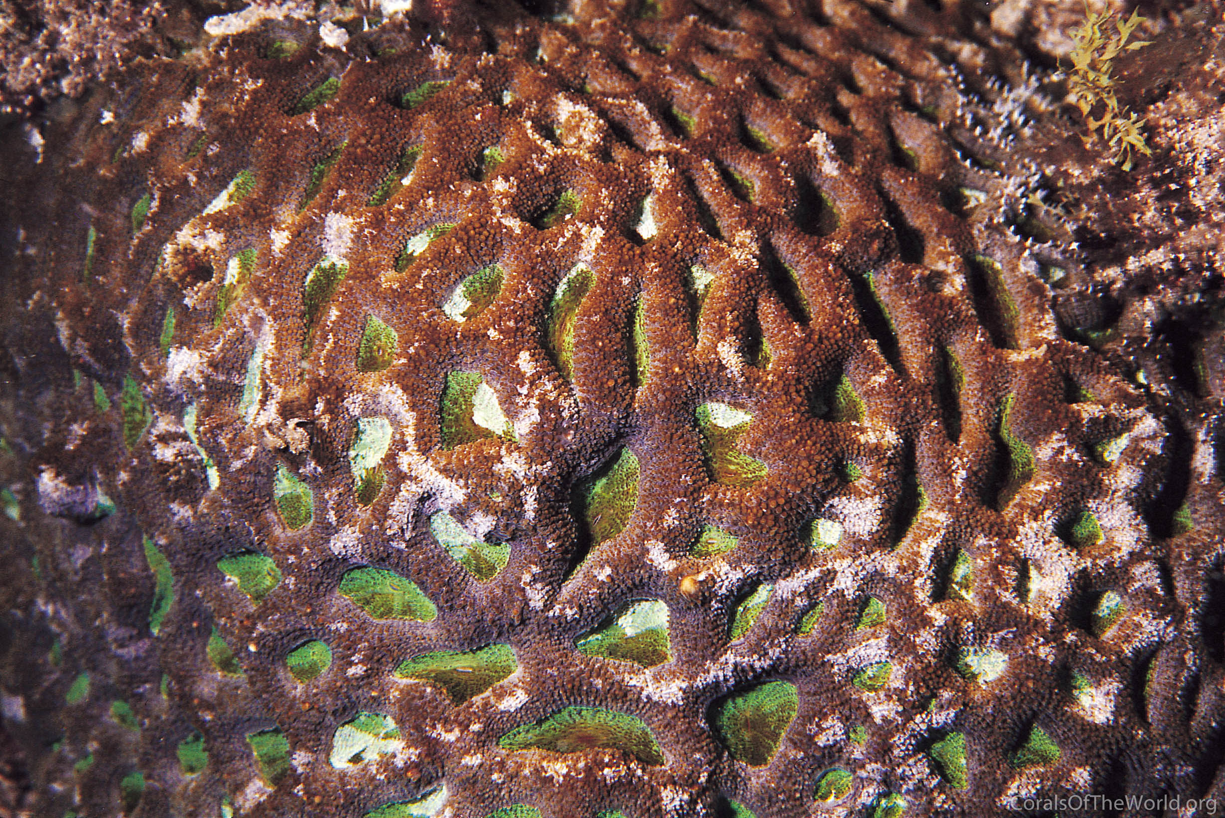 Acanthastrea hillae