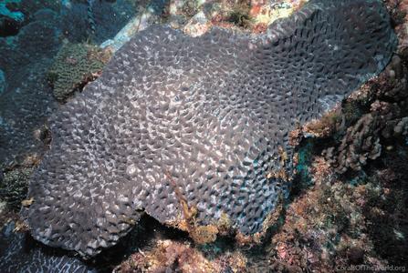CotW preview: Acanthastrea hillae