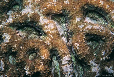 CotW: Acanthastrea hillae