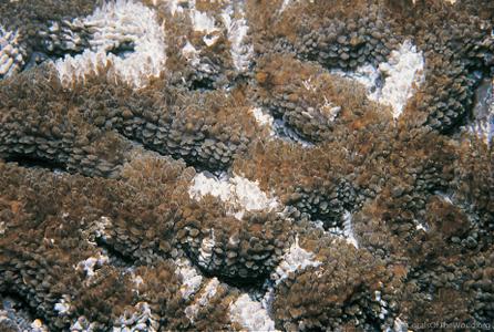 CotW: Acanthastrea ishigakiensis