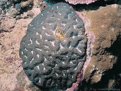 CotW: Acanthastrea ishigakiensis