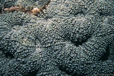 CotW: Acanthastrea ishigakiensis