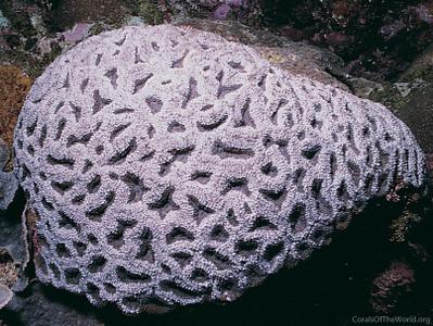 CotW: Acanthastrea ishigakiensis