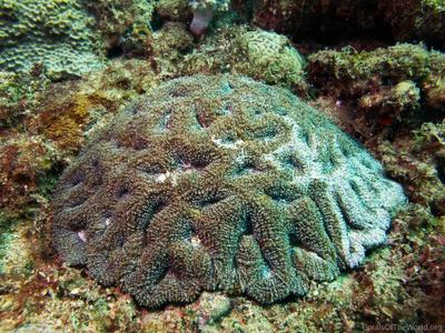 CotW: Acanthastrea ishigakiensis