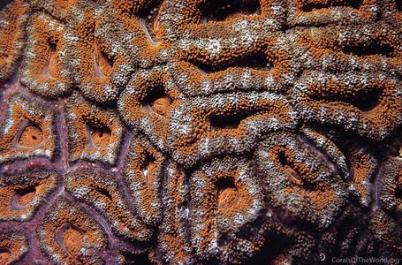 CotW preview: Acanthastrea lordhowensis