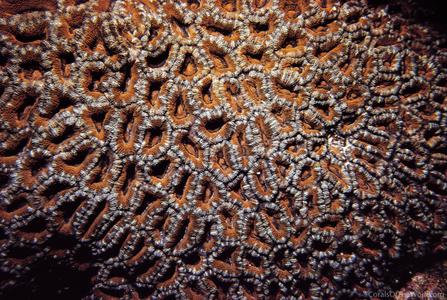 CotW preview: Acanthastrea lordhowensis
