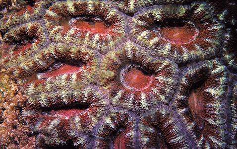 CotW: Acanthastrea lordhowensis