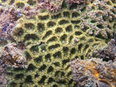 CotW: Acanthastrea lordhowensis