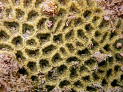 CotW: Acanthastrea lordhowensis