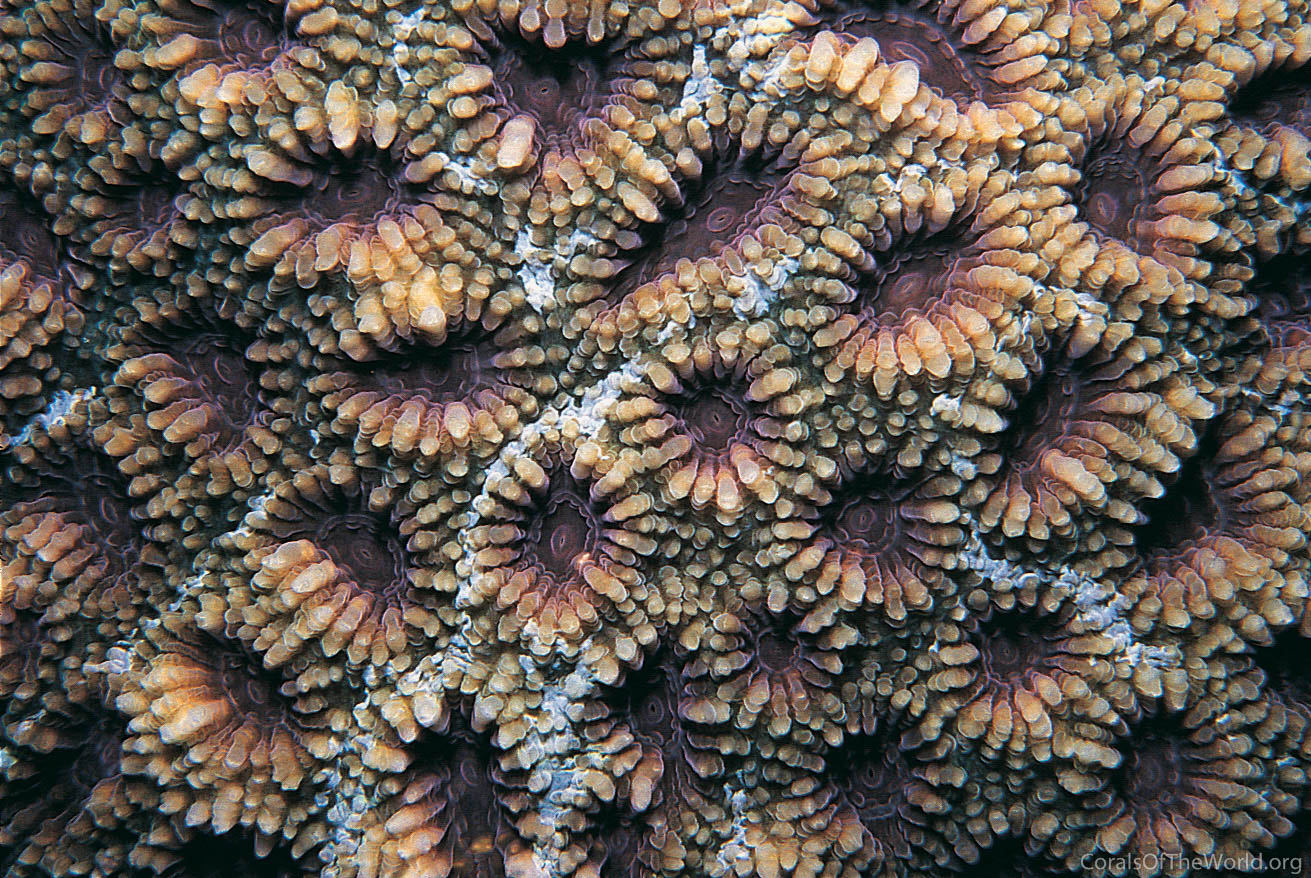 Acanthastrea regularis