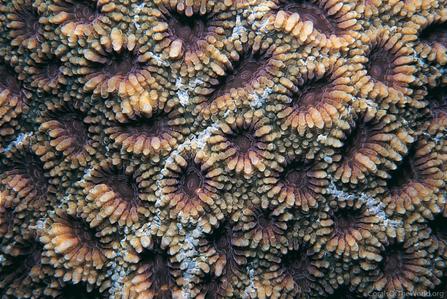 CotW preview: Acanthastrea regularis