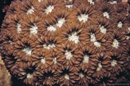 CotW preview: Acanthastrea regularis