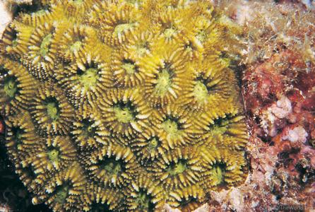 CotW: Acanthastrea regularis