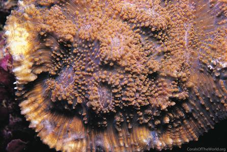 CotW: Acanthastrea rotundoflora