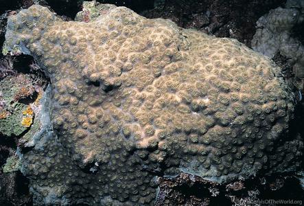 CotW: Acanthastrea rotundoflora