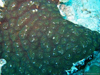 CotW: Acanthastrea rotundoflora