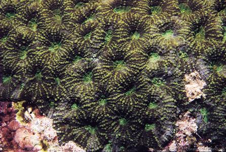 CotW preview: Acanthastrea subechinata