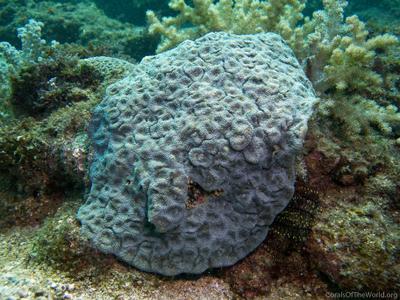 CotW: Acanthastrea subechinata