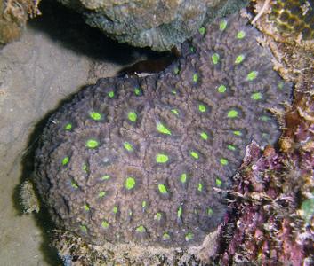CotW: Acanthastrea subechinata