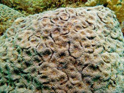 CotW: Acanthastrea subechinata