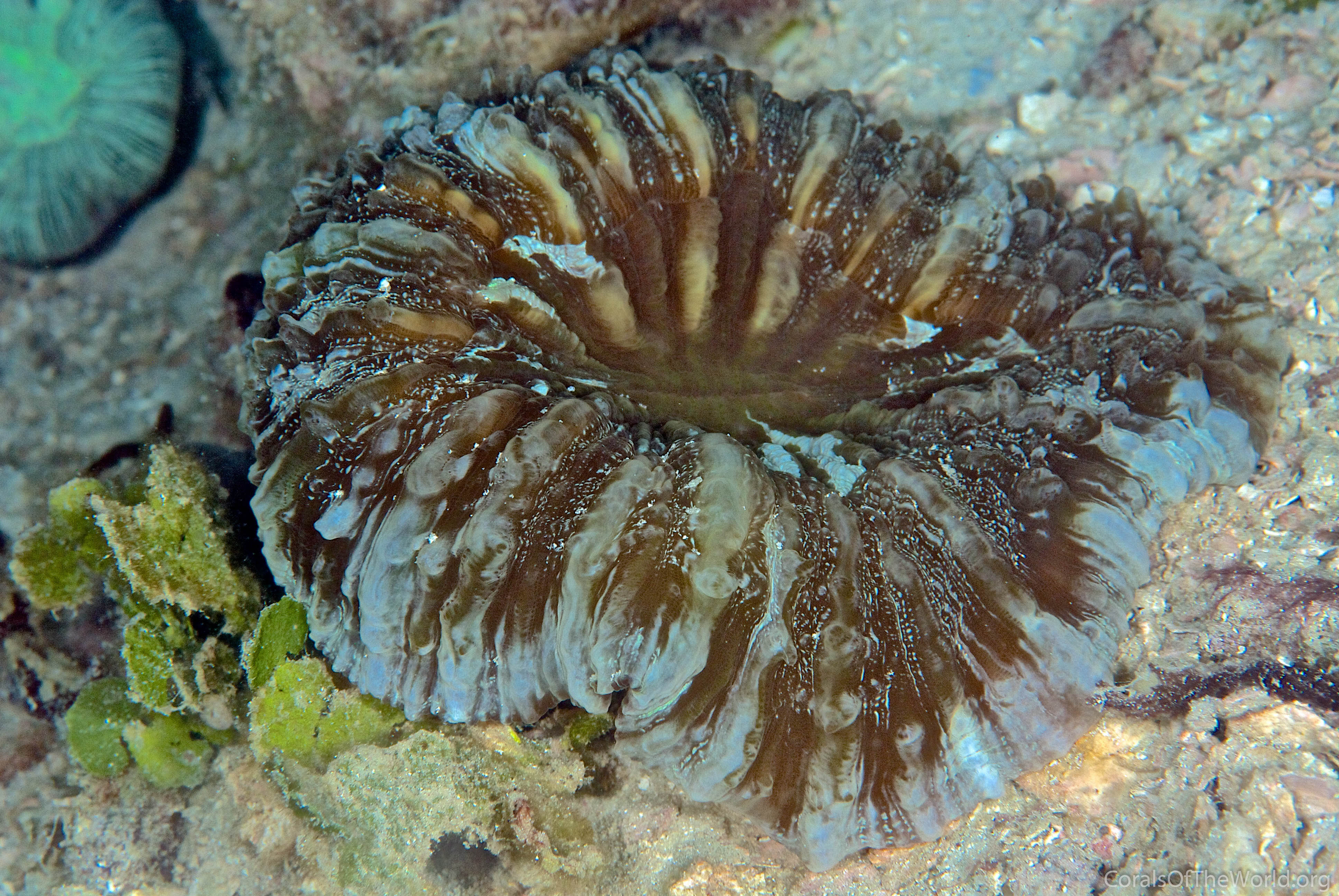 Acanthophyllia deshayesiana