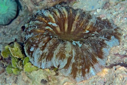 CotW preview: Acanthophyllia deshayesiana