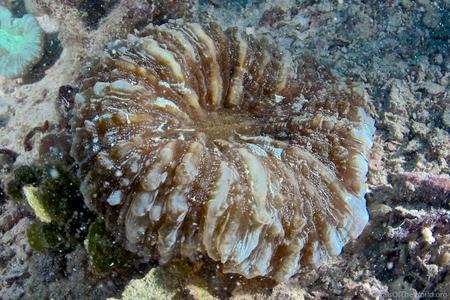 CotW: Acanthophyllia deshayesiana