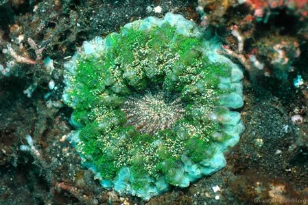CotW: Acanthophyllia deshayesiana