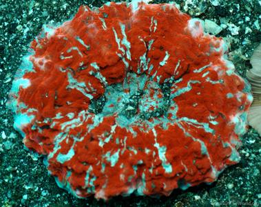 CotW: Acanthophyllia deshayesiana